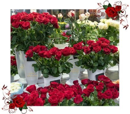 معنی تعداد گل رز
